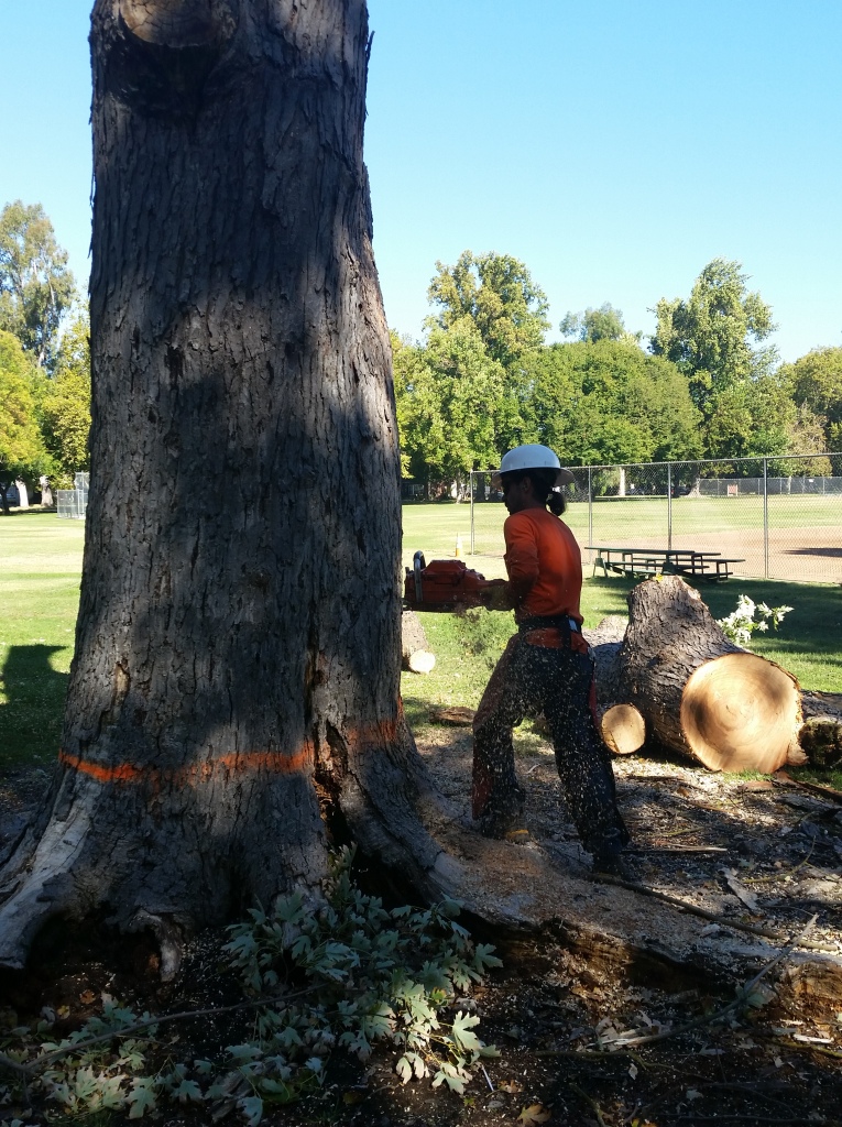 This big oak tree was showing signs of rot and was removed by the Dept. Of Urban Forestry. 